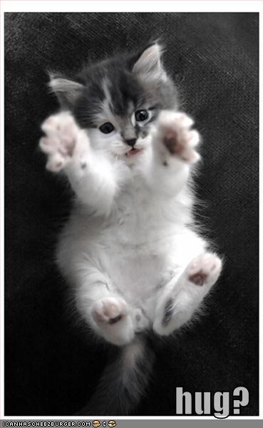 [funny-pictures-kitten-hug.jpg]