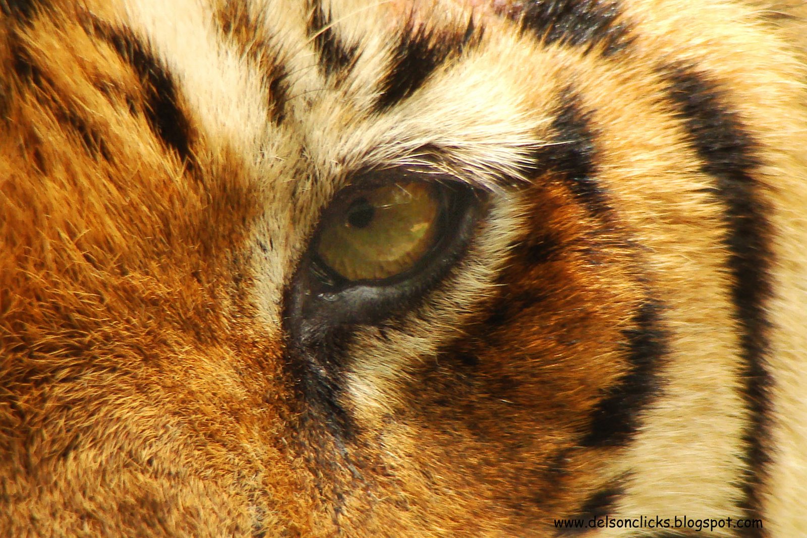 [Tiger+eye+close.jpg]