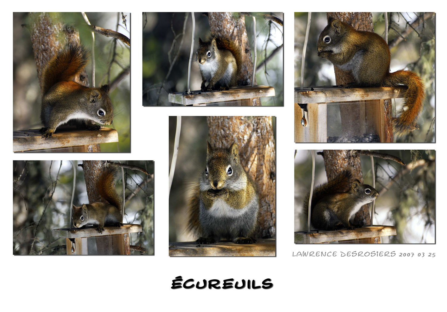 [Écureuils+montage.jpg]