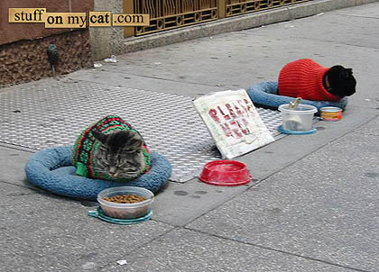 [homelesscats.jpg]