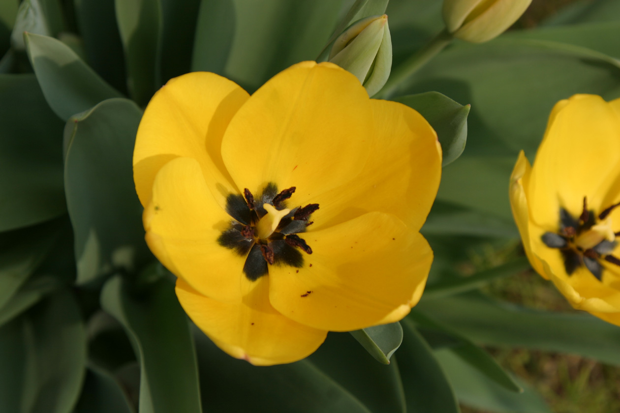 [tulip_yellow.jpg]