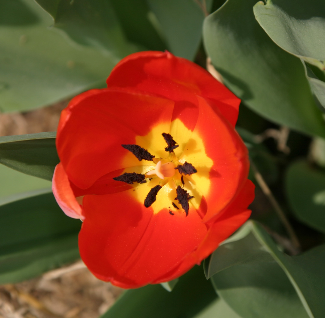 [tulip.jpg]