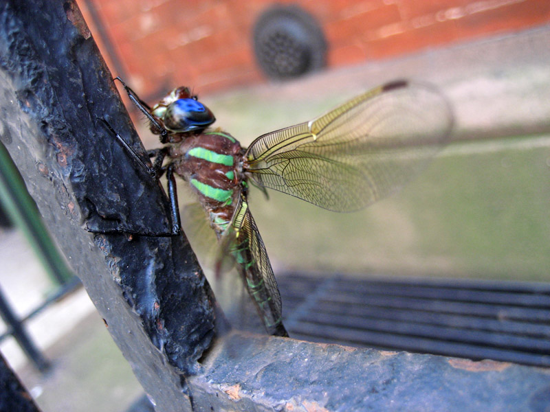 [dragonfly+in+the+city.jpg]