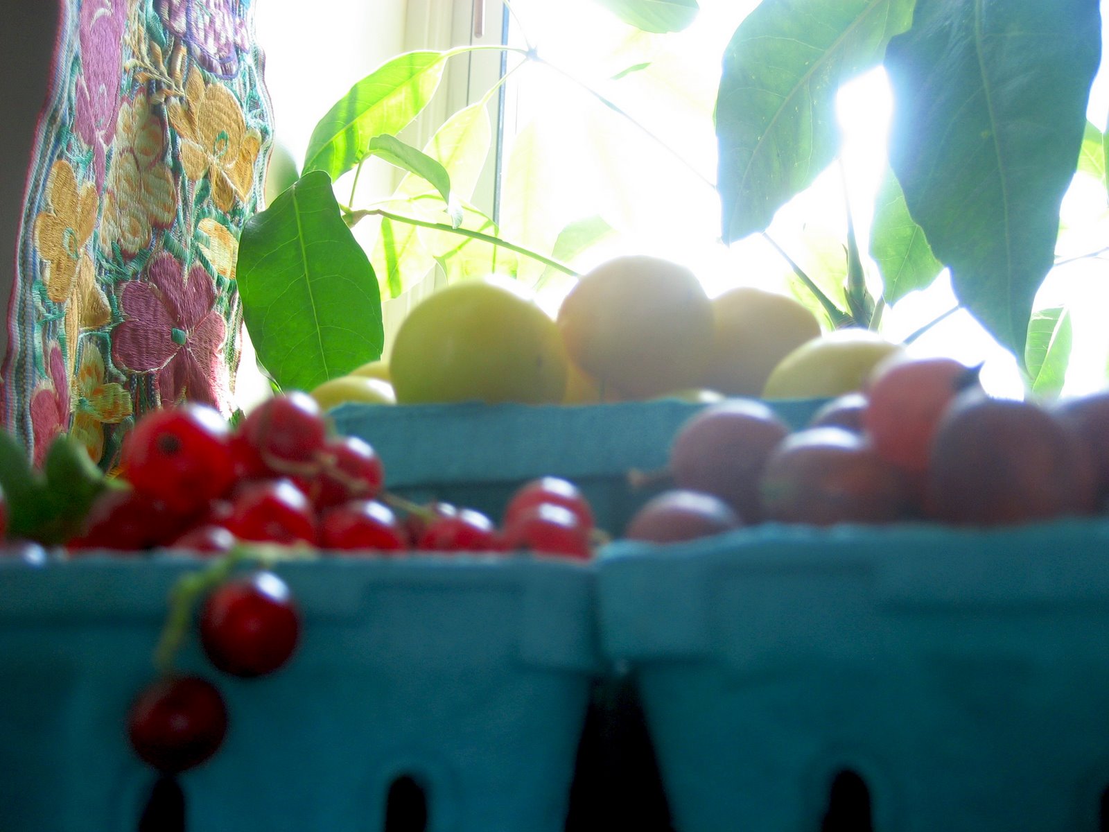 [fruit-in_window.jpg]