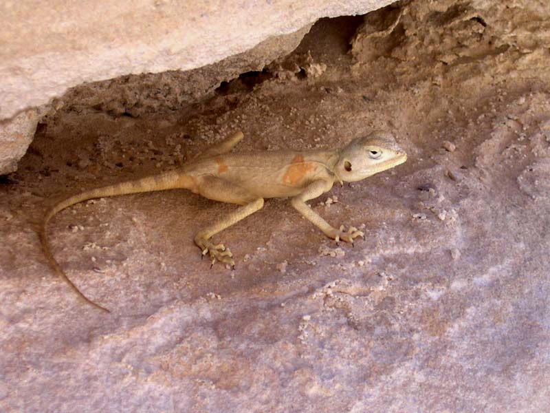 [desert-lizard-egypt.jpg]