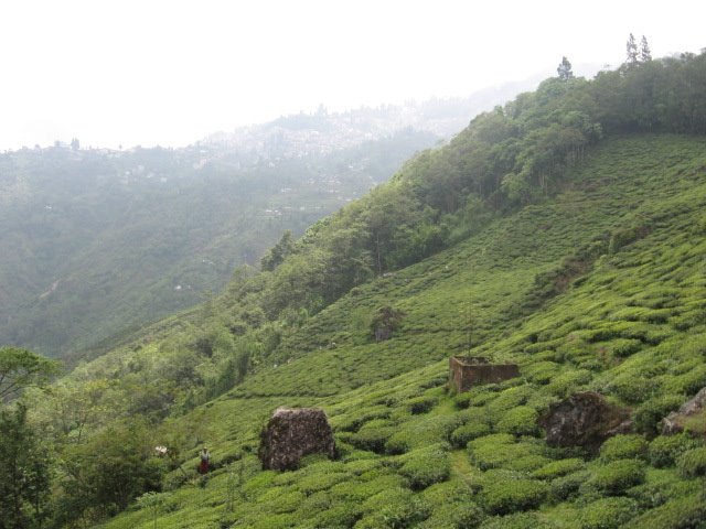 [Darjeeling_Tea_Garden.jpg]