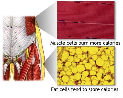 [muscle+cells+v+fat+cells.jpg]