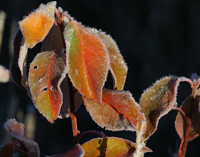 [frosty+leaves.jpg]