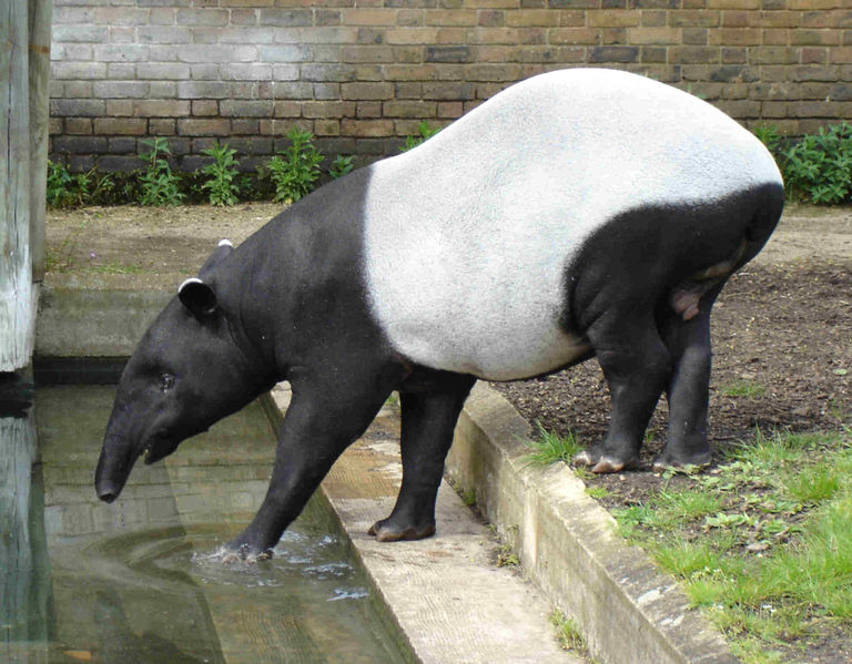 [Tapir+malayo.JPG]