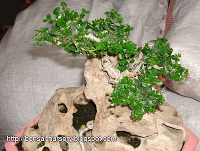 Adenium, Bonsai, Gardening Tips and Flower guide: December 2007
