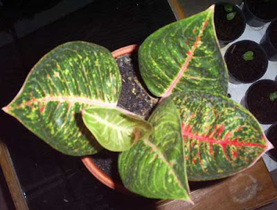 Site Blogspot  Tips  Gardening on Aglaonema Plants   Adenium  Bonsai  Gardening Tips And Flower Guide
