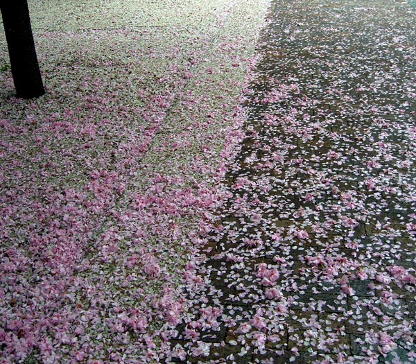 [petals-tree.jpg]
