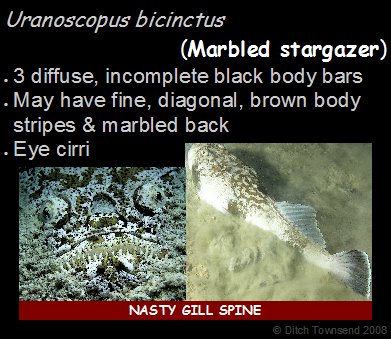 [363+Uranoscopus+bicinctus.bmp]