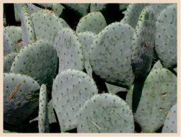 [Cactus.png]