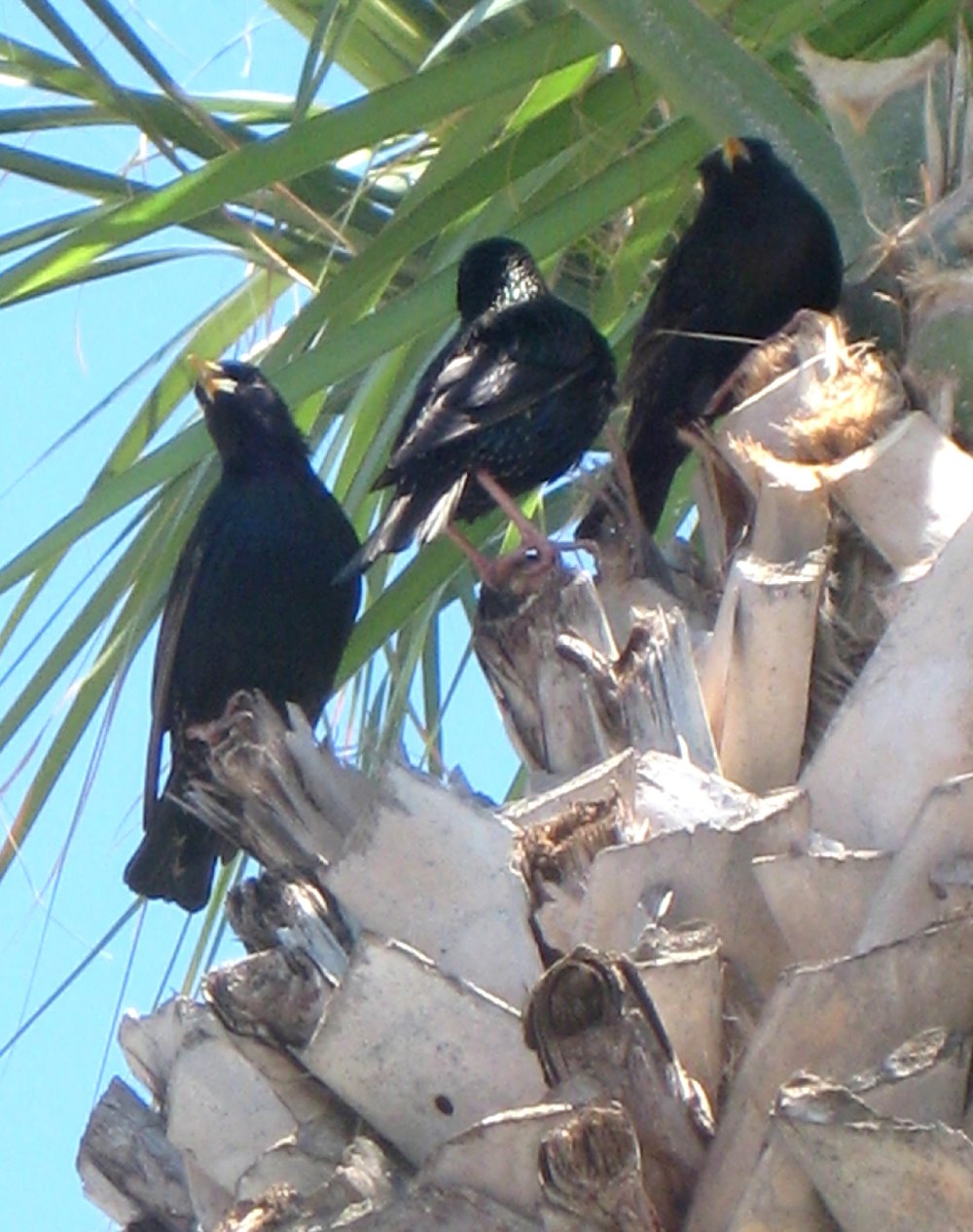 [three+black+birds+in+tree+-+florida+bird+photos.jpg]