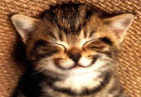 [smile+cat.jpg]