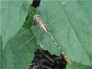 [2590-dragonfly.jpg]