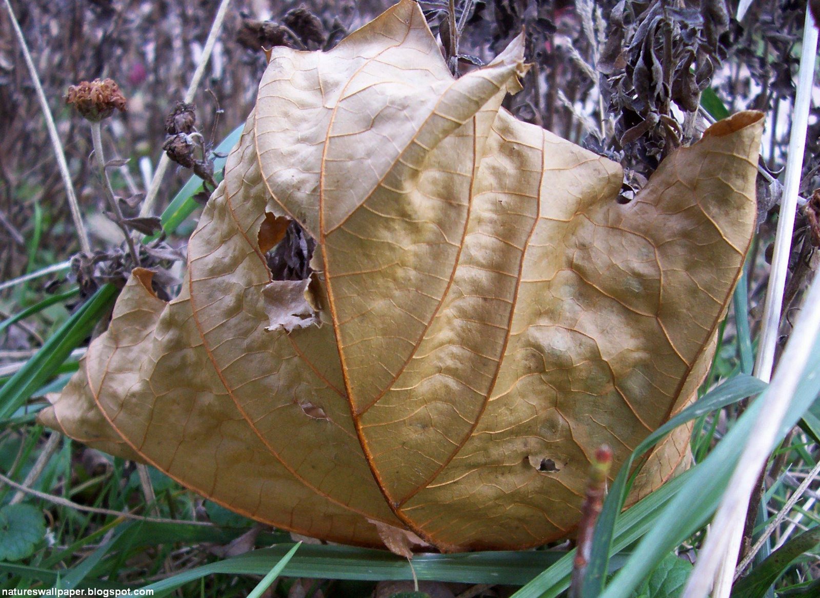 [Fallen+Oak+Leaf.jpg]