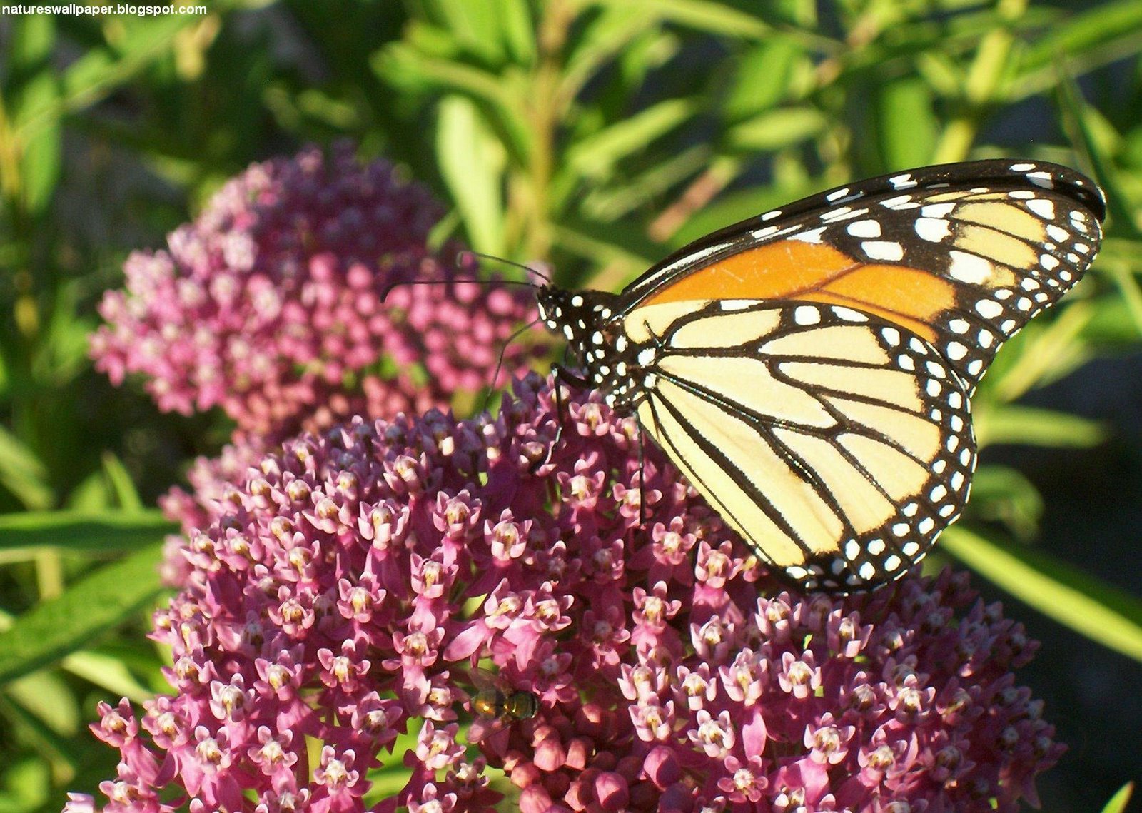 [Monarch+Butterfly.jpg]