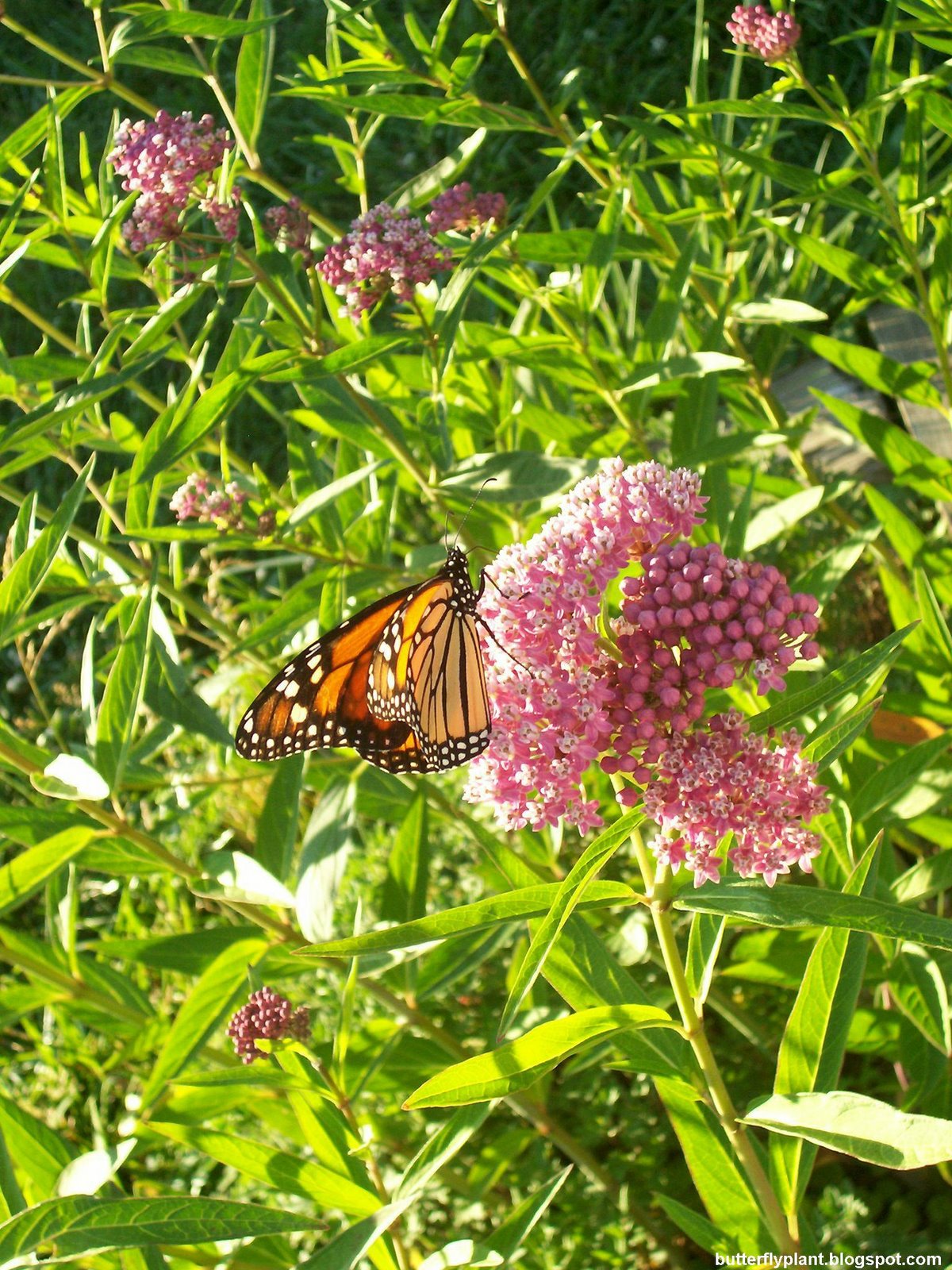 [monarch+butterfly+for+butterflyplant.jpg]
