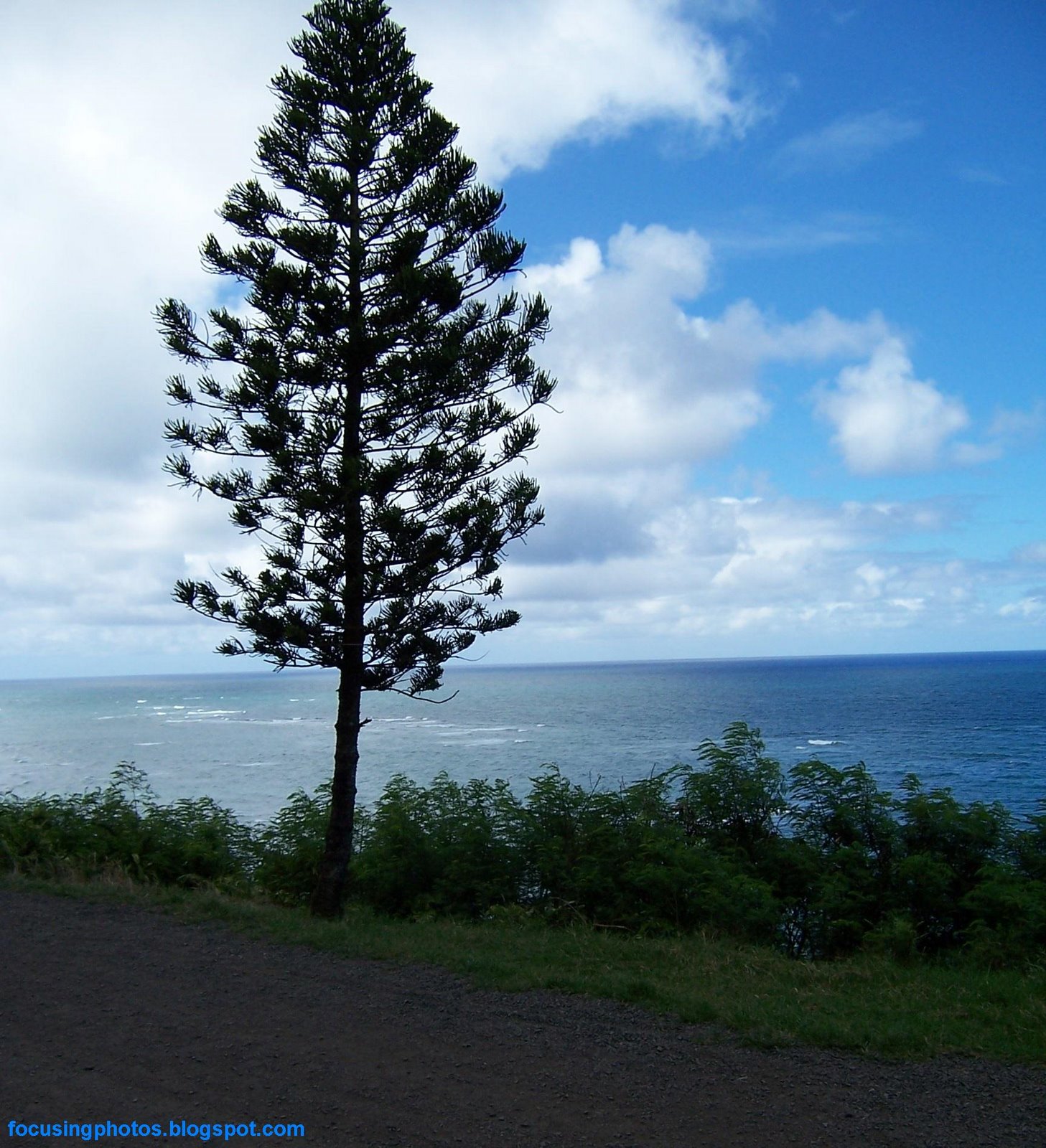 [Pine+Tree+In+Hawaii.jpg]