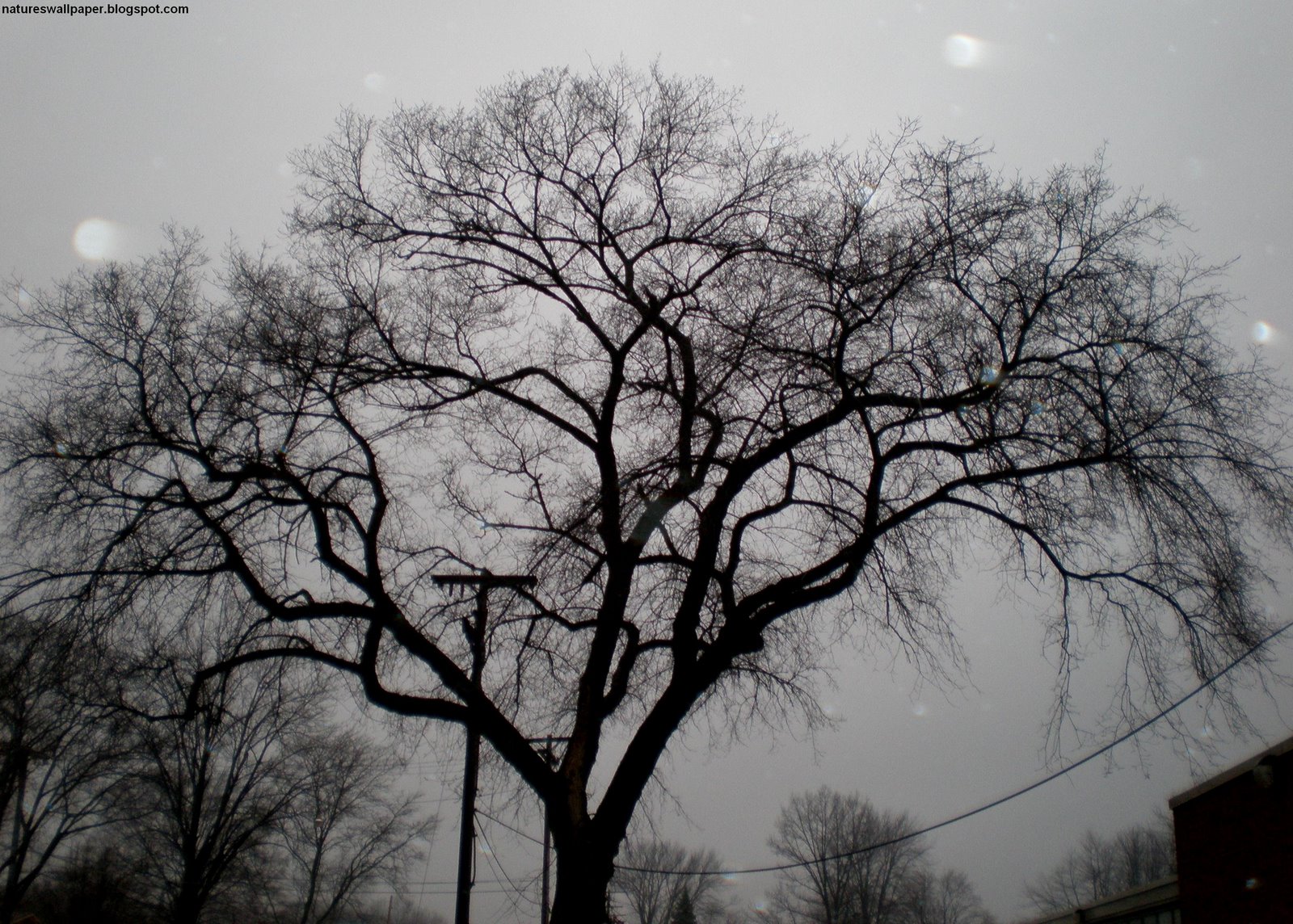 [Rainy+Winter+Tree.jpg]