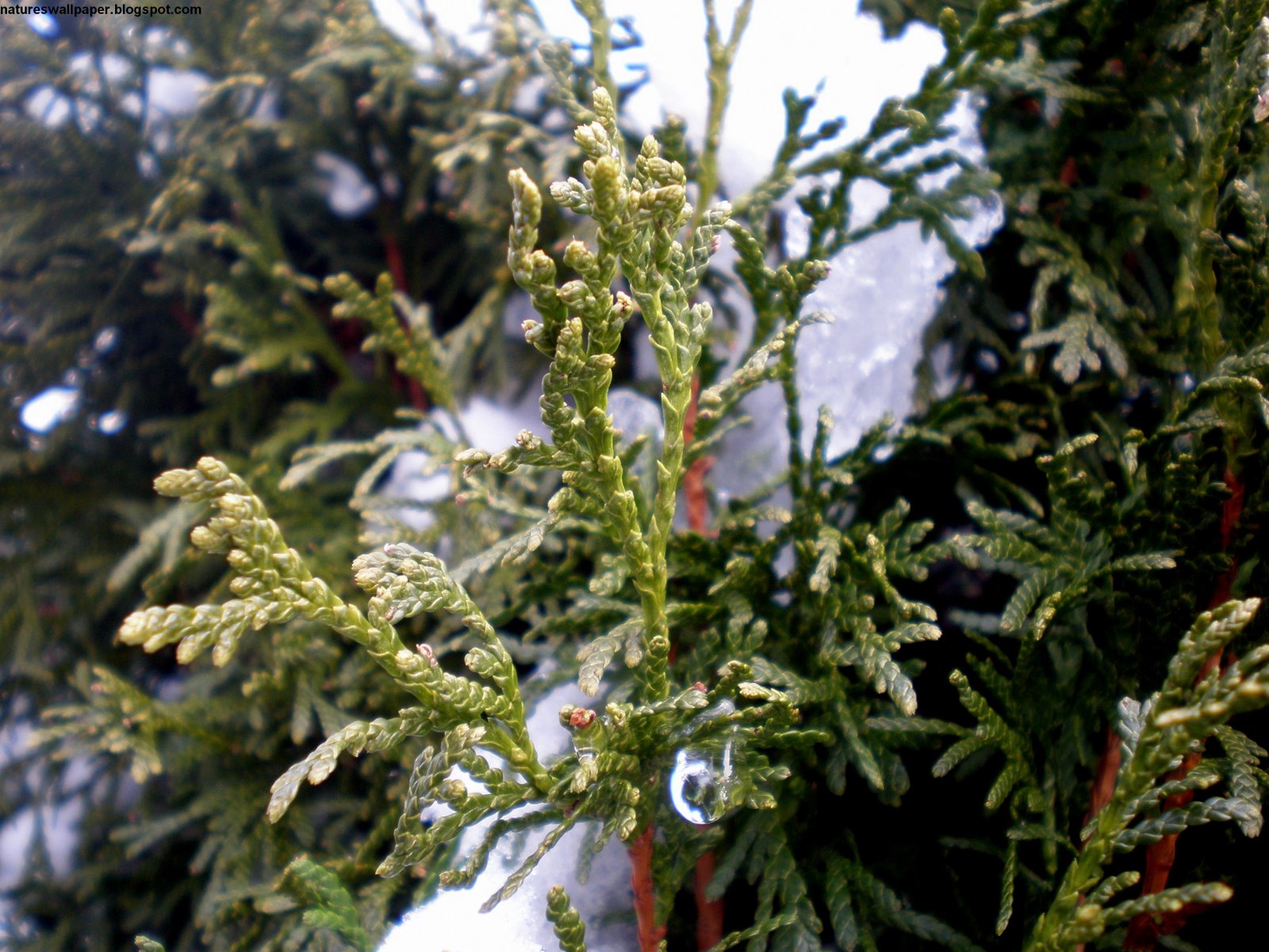 [Pine+Tree+Winter.jpg]