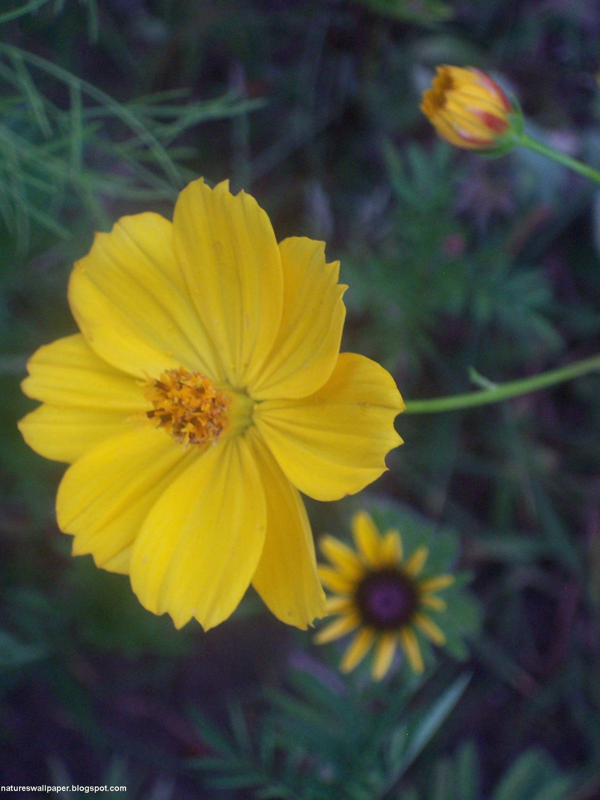 [The+Yellow+Flower.jpg]