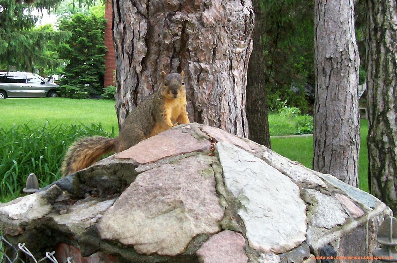 [Squirell+on+top+of+stonework.jpg]