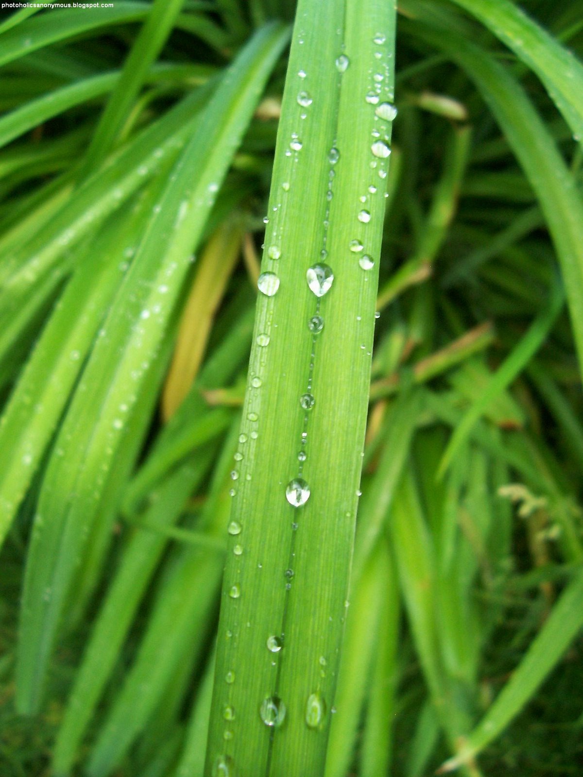 [Day+Lily+With+Water+Droplet.jpg]