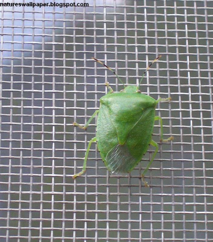 [Green+Beetle.jpg]