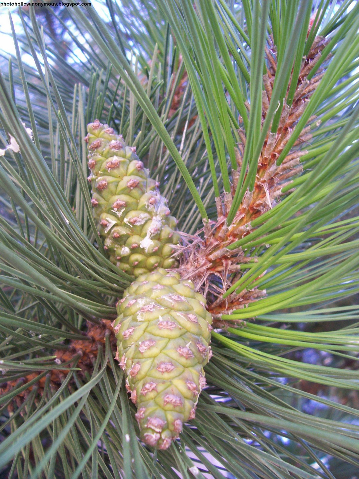 [Pine+Cones+In+Pine+Tree.jpg]