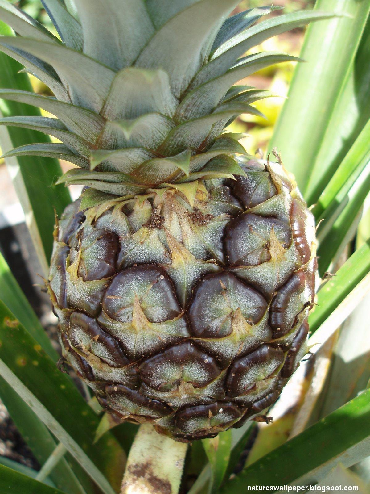 [Pineapple+Up-close.JPG]