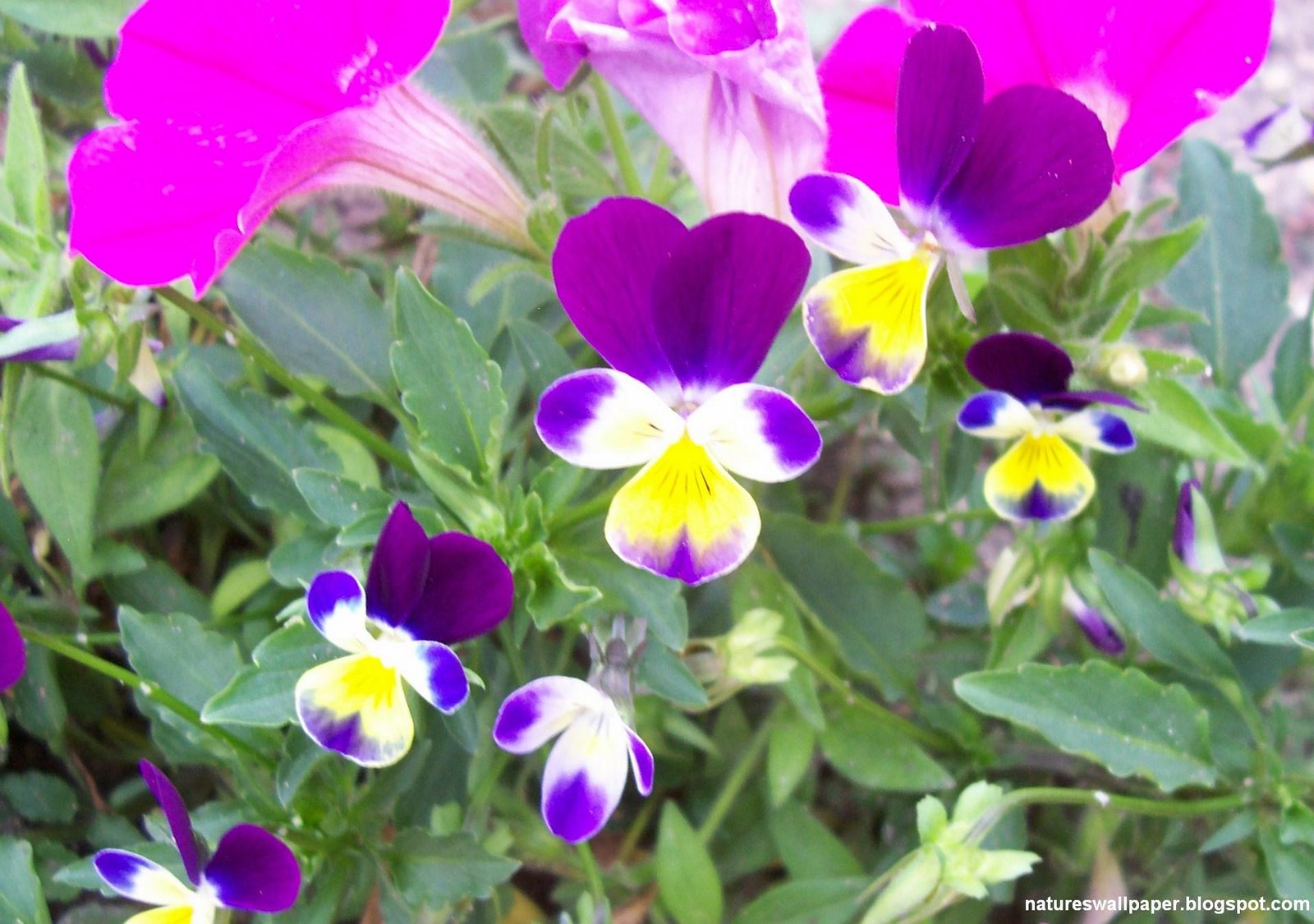 [Purple+Yellow+and+white+flowers.jpg]