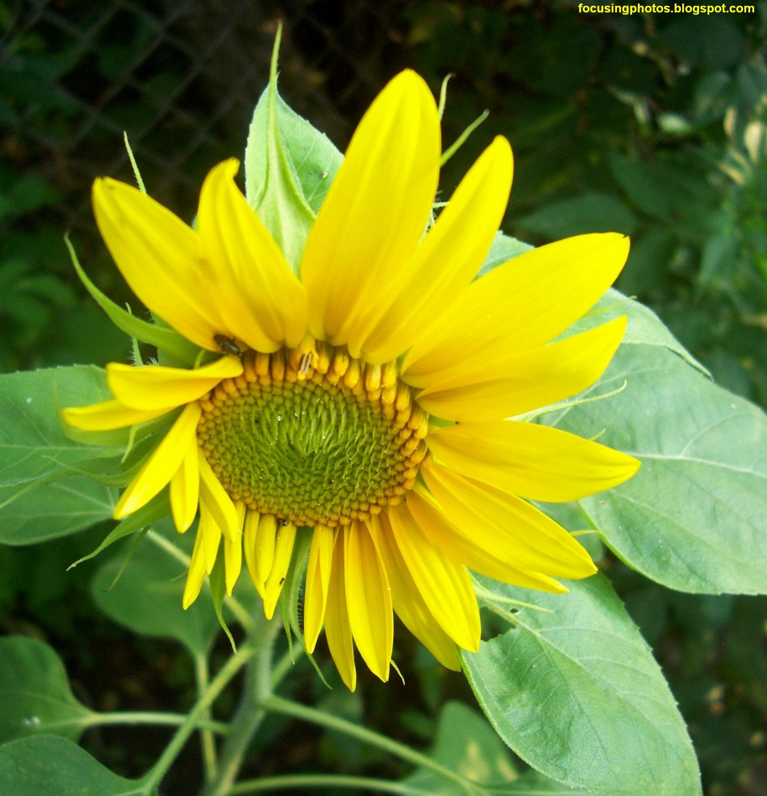 [Sunflower+For+Focusing.jpg]