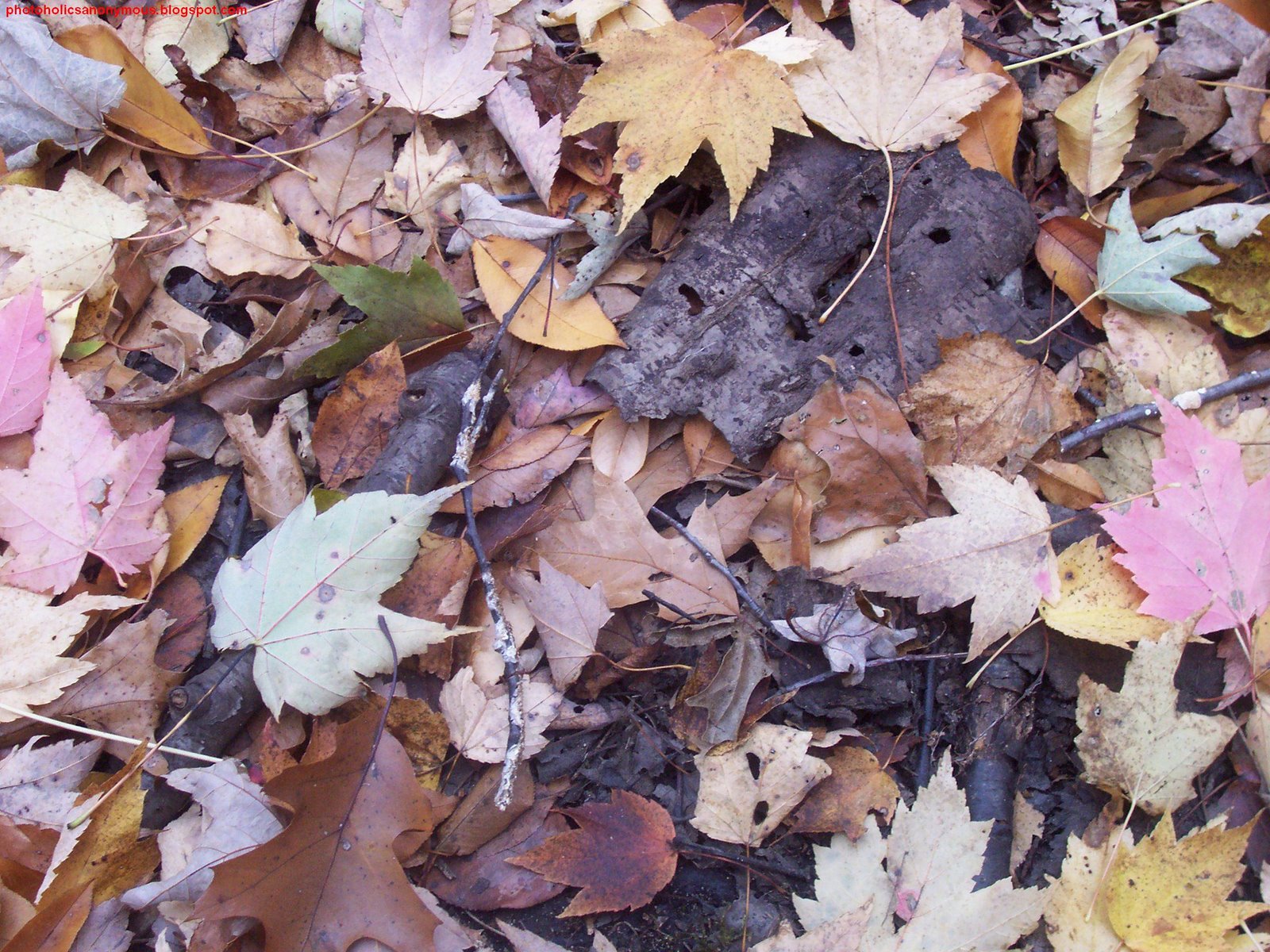 [Pile+Of+Leaves.jpg]