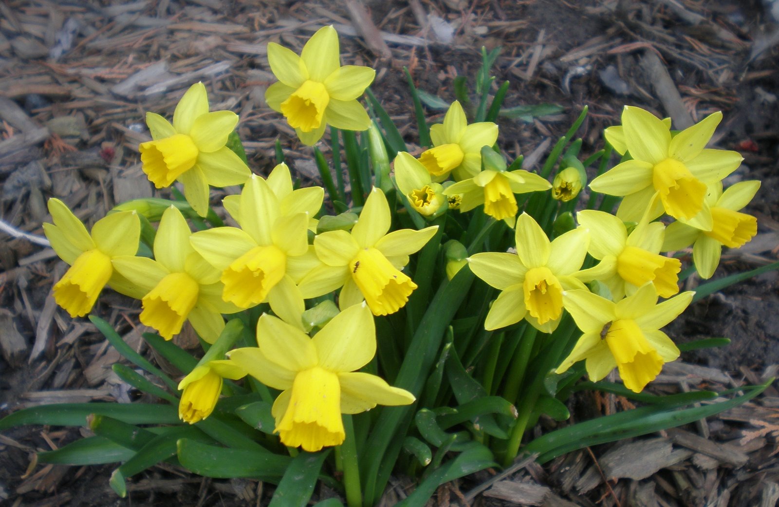 [Yellow+Dafodile+flowers.jpg]