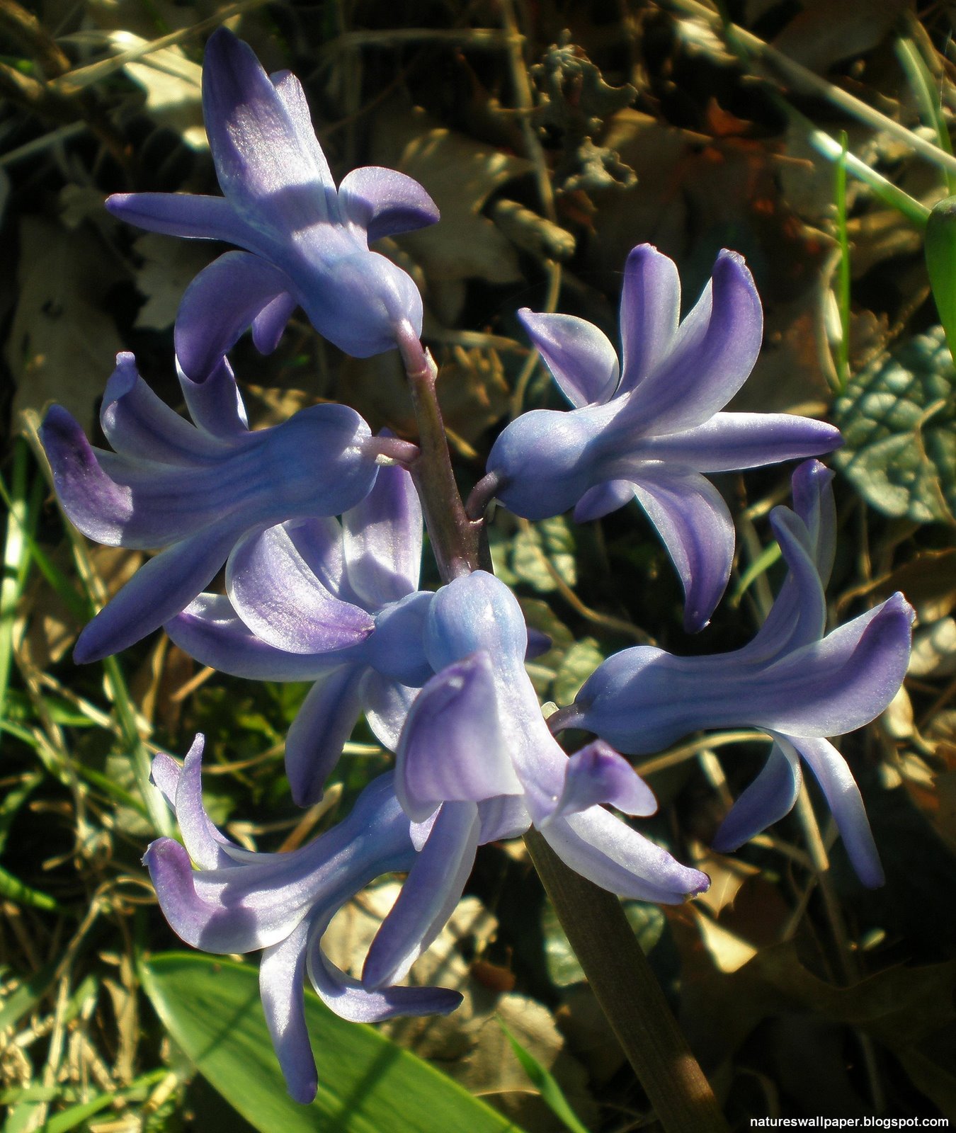 [Purple+Spring+Flower.jpg]