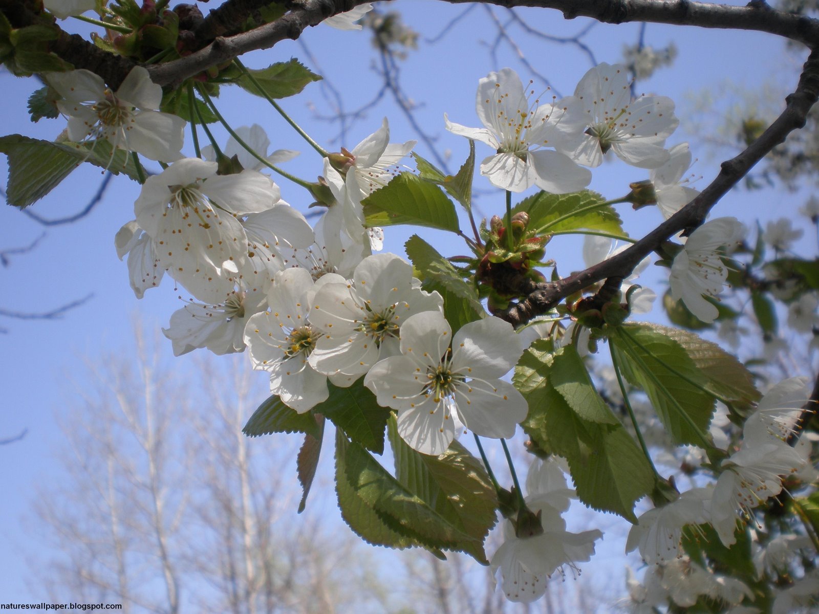 [White+Blossuming+Tree.jpg]