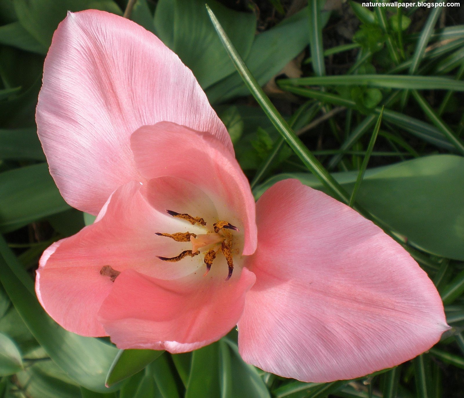 [Pink+Tulips+Macro.jpg]