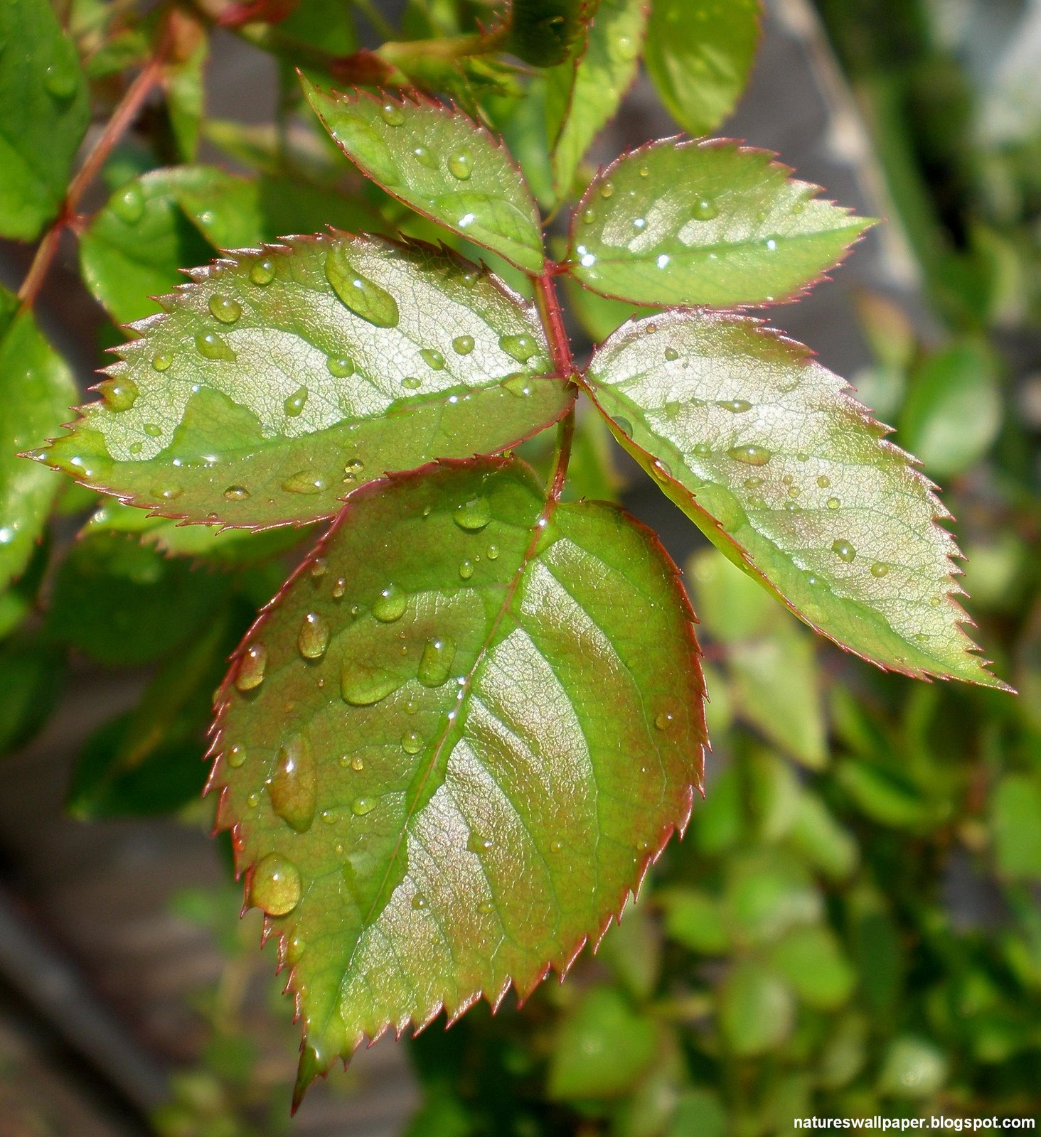 [Mini+Rose+Leaves+With+Raindrops.jpg]