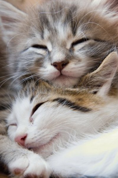 [Two+Cute+Kittens.jpg]