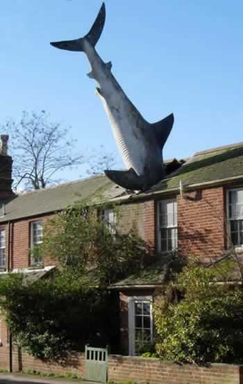[Shark+In+The+House.jpg]