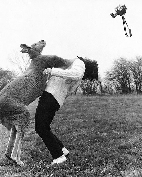 [Kangaroo+Knockout.jpg]