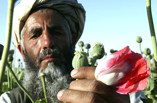 [Afghan_Opium.jpg]