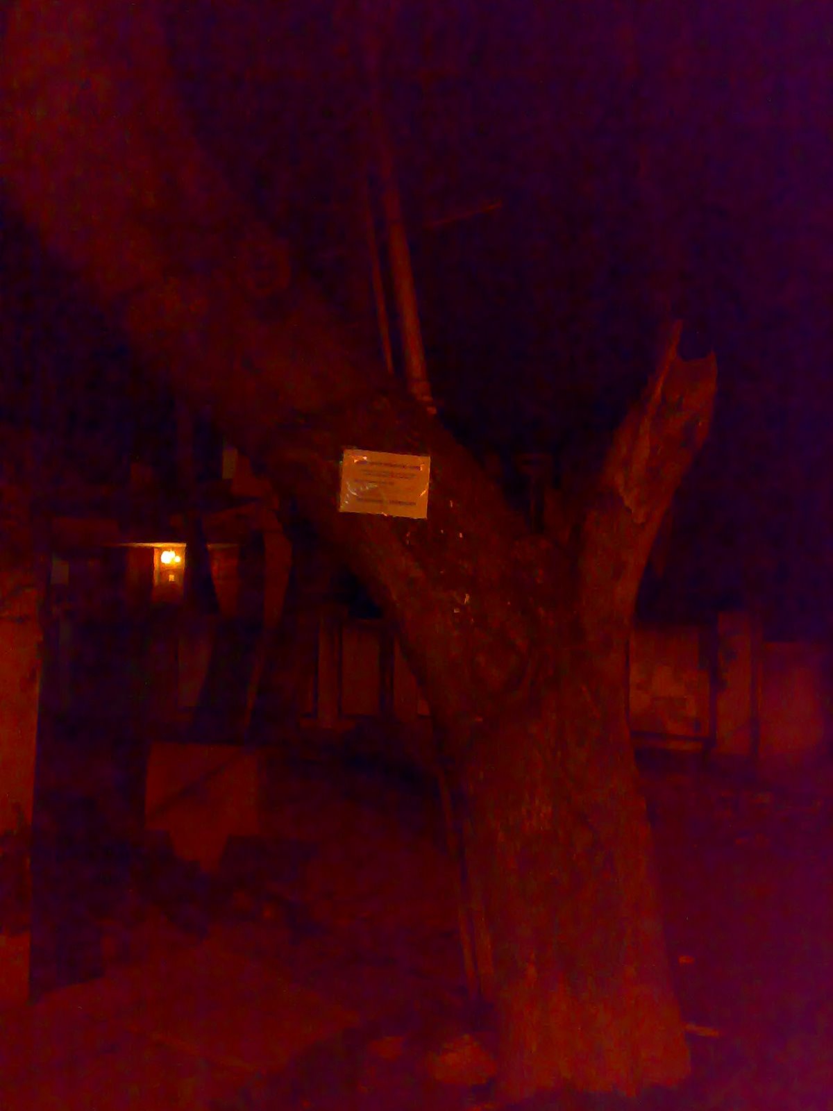 [poster+on+tree+HSBC.JPG]