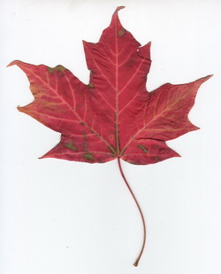 [maple_leaf.jpg]