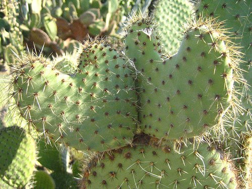 [love+cactus.jpg]