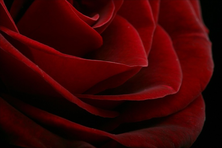 [red+rose+closeup.jpg]