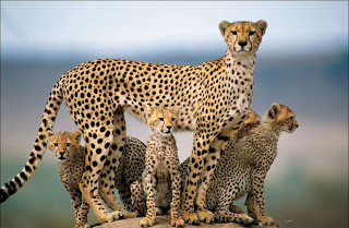 cheetah family in cheetah land